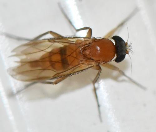 Réf. 278 151 : Phalacrotophora sp.